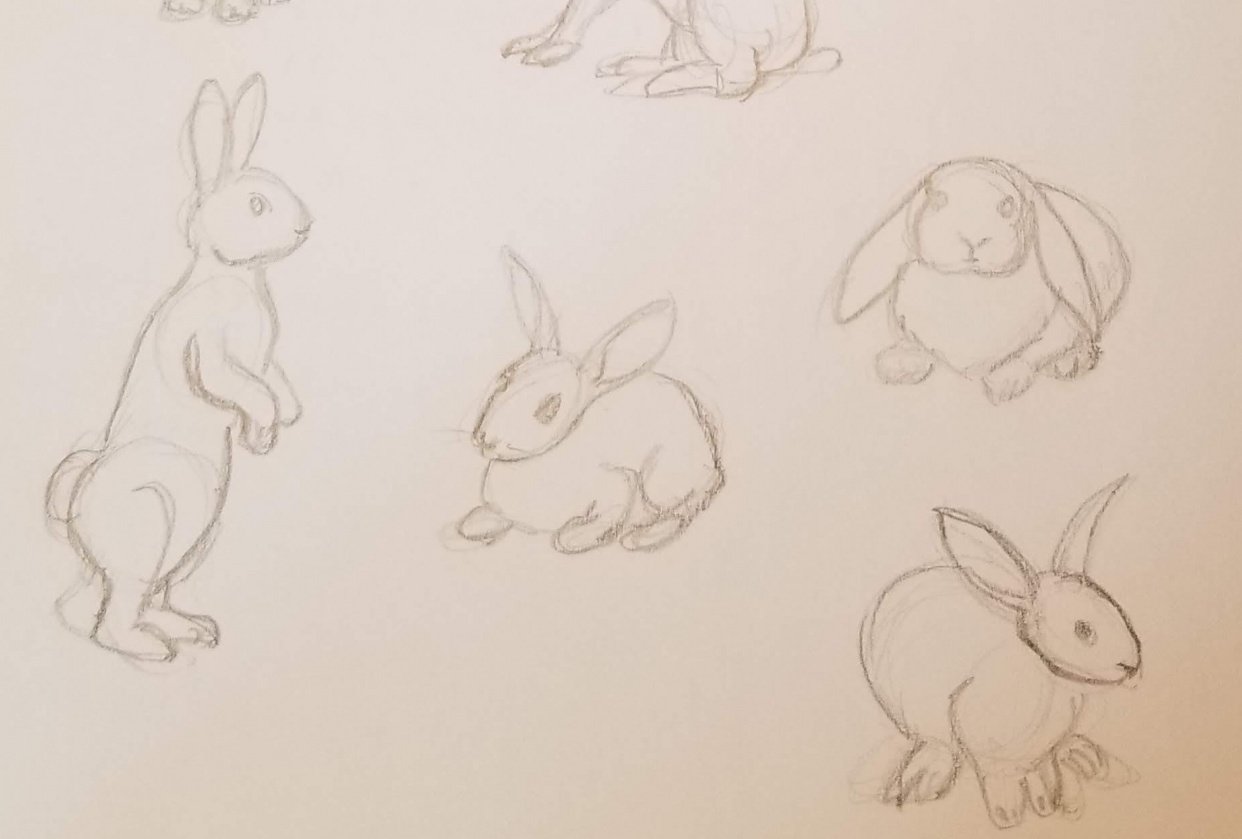 Bunny Illustrations - student project
