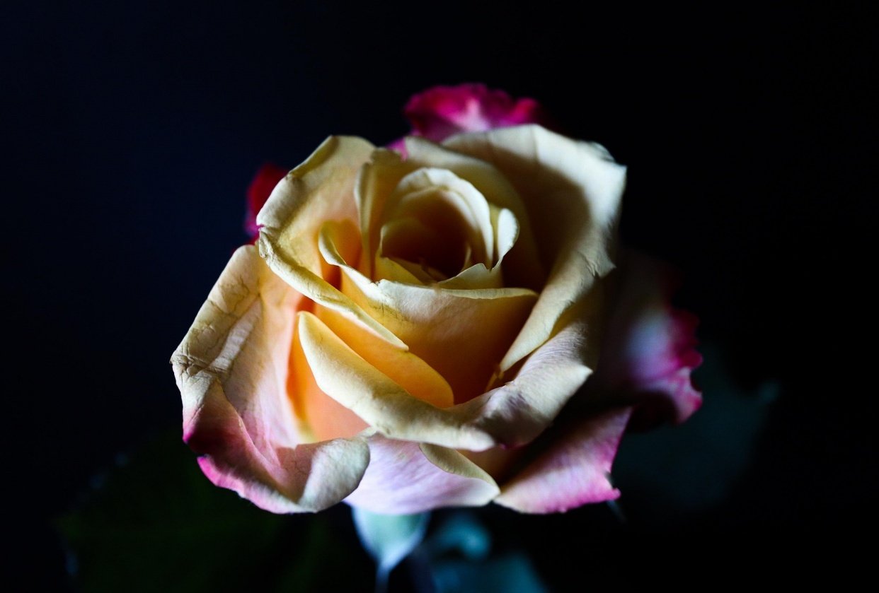 Roses and Baby's - student project