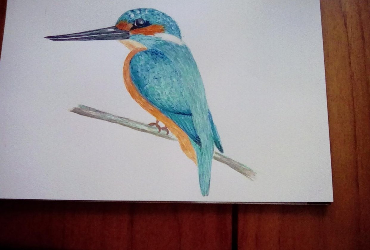 Kingfisher - student project