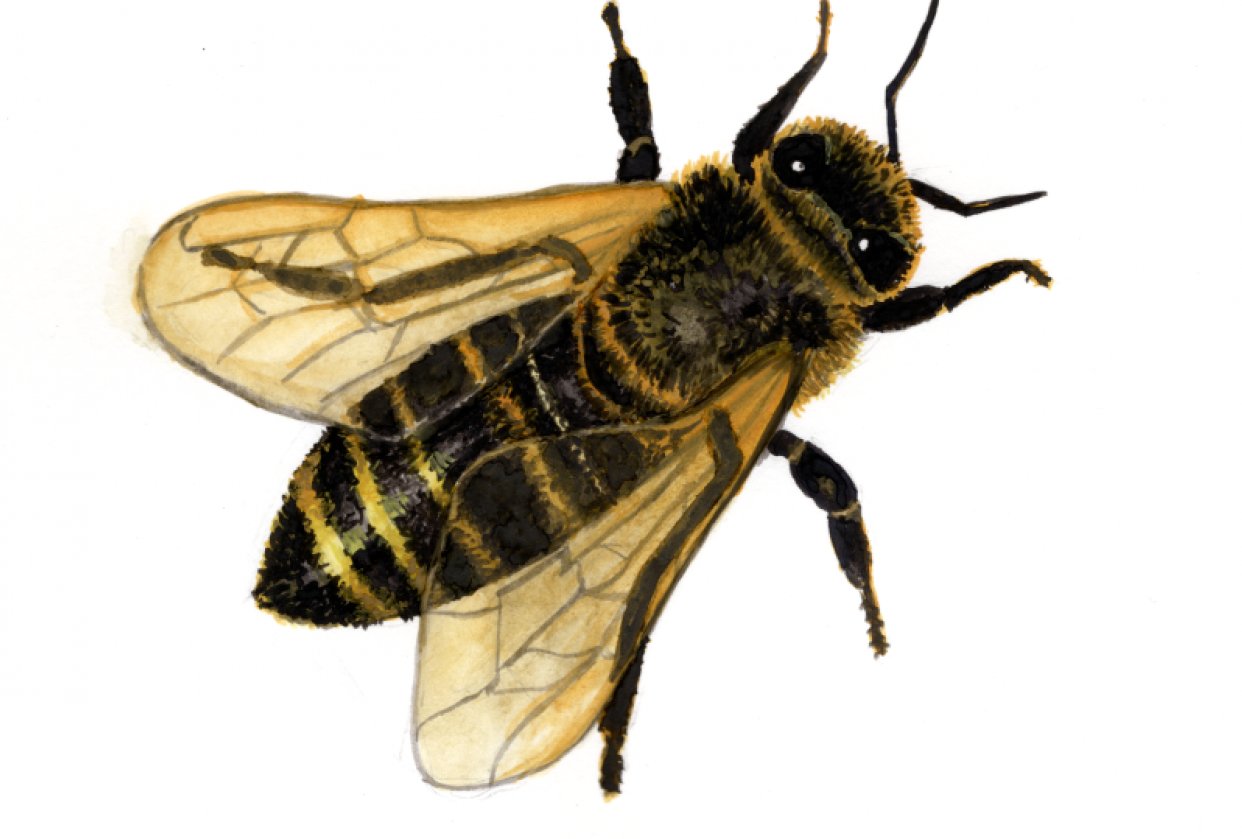 Bee watercolor paint  - student project