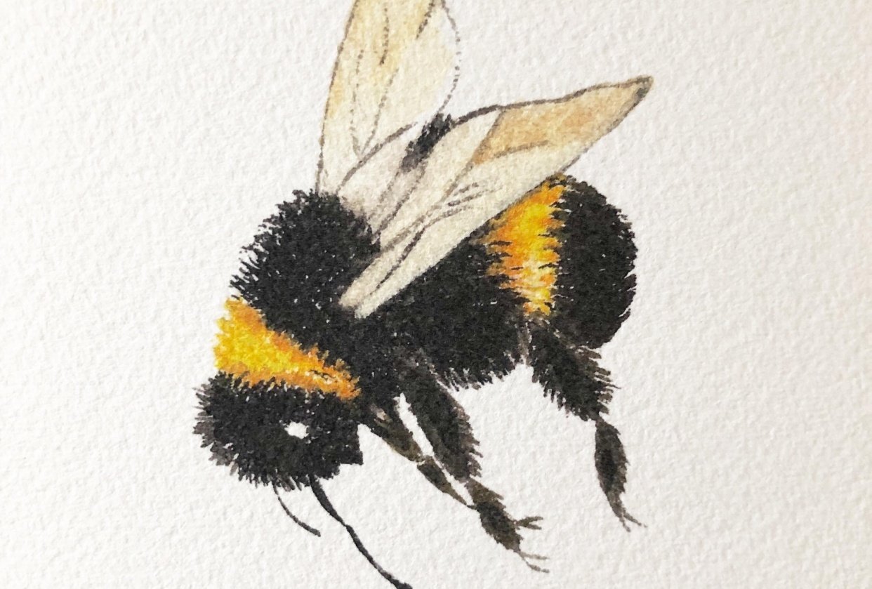 A Bee 3 Ways - student project