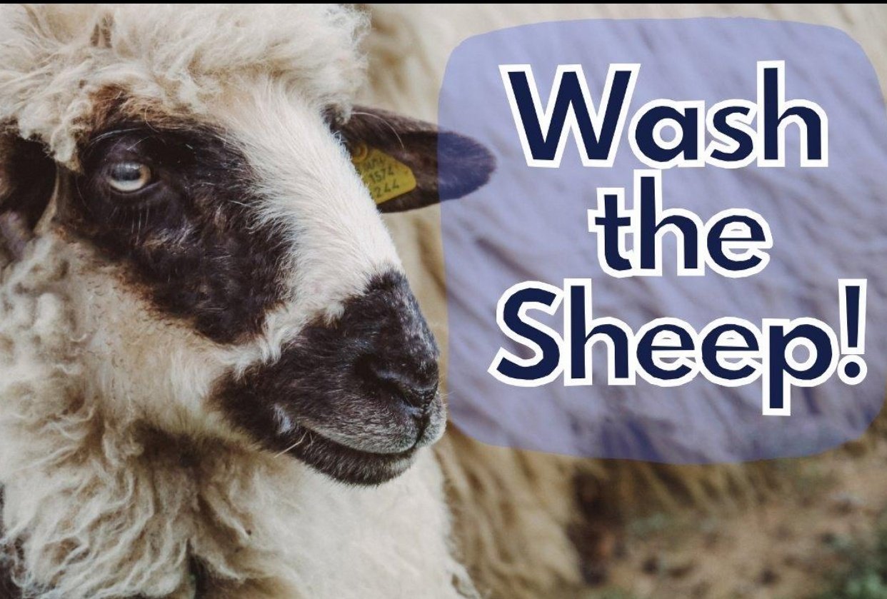 How to Wash Raw Sheep Fleece Thumbnail - student project