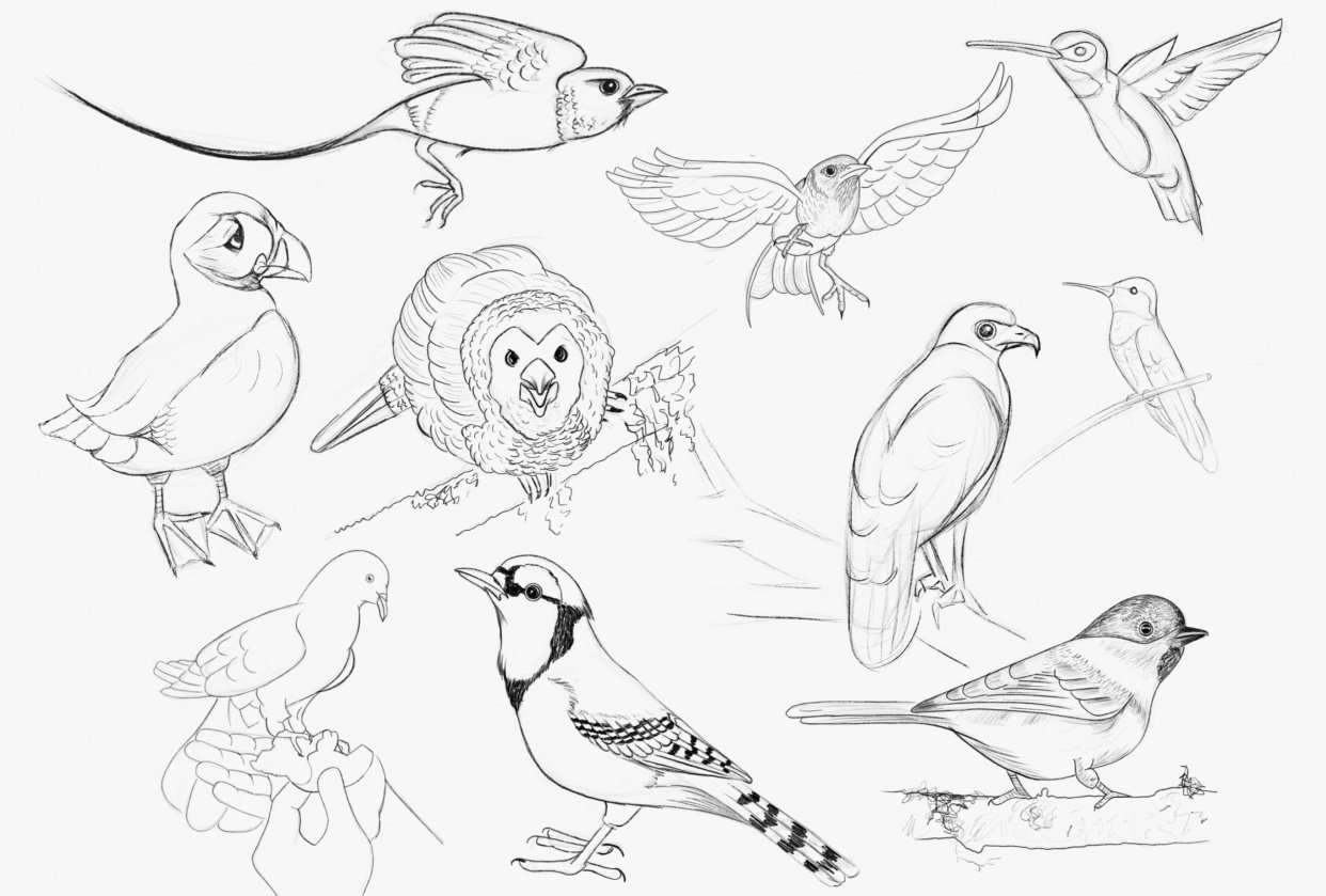 birds-skillshare-student-project