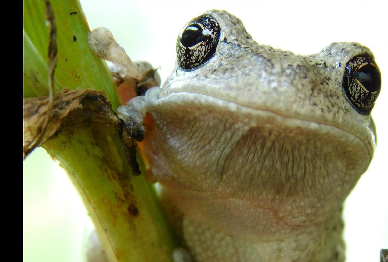 Cute frog (I had to crop the thumbnail. Just open the post for a better picture) - student project