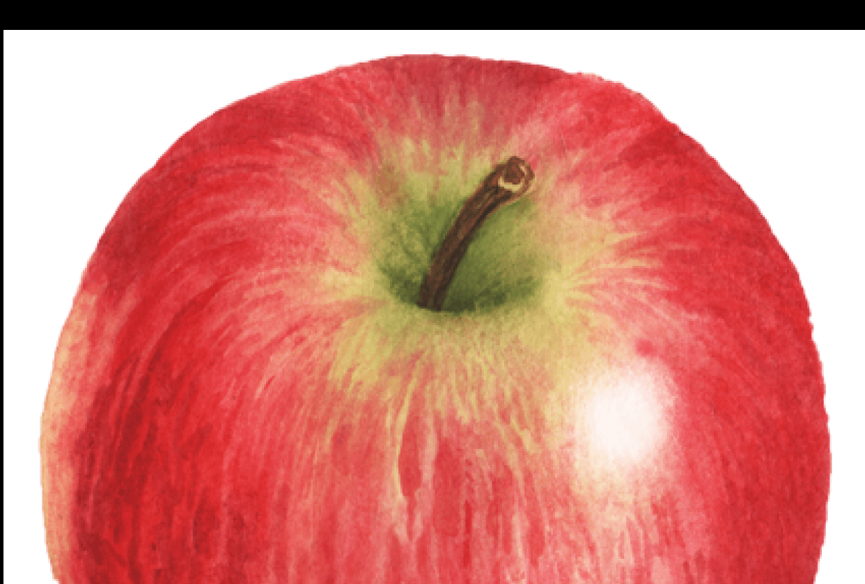 Honeycrisp Apple Skillshare Student Project