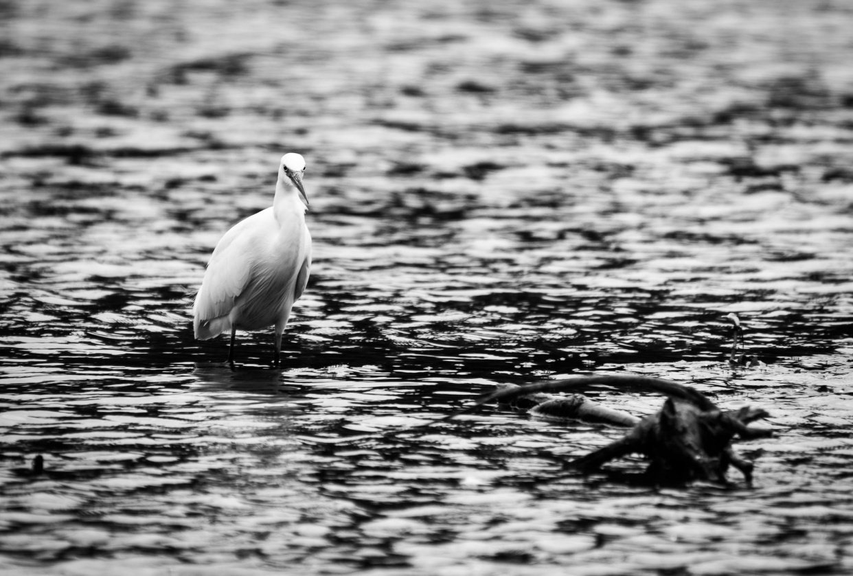Wildlife - student project