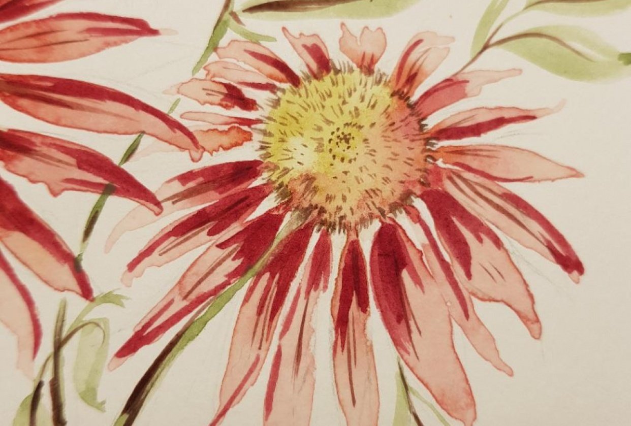 Cone Flowers Skillshare Student Project