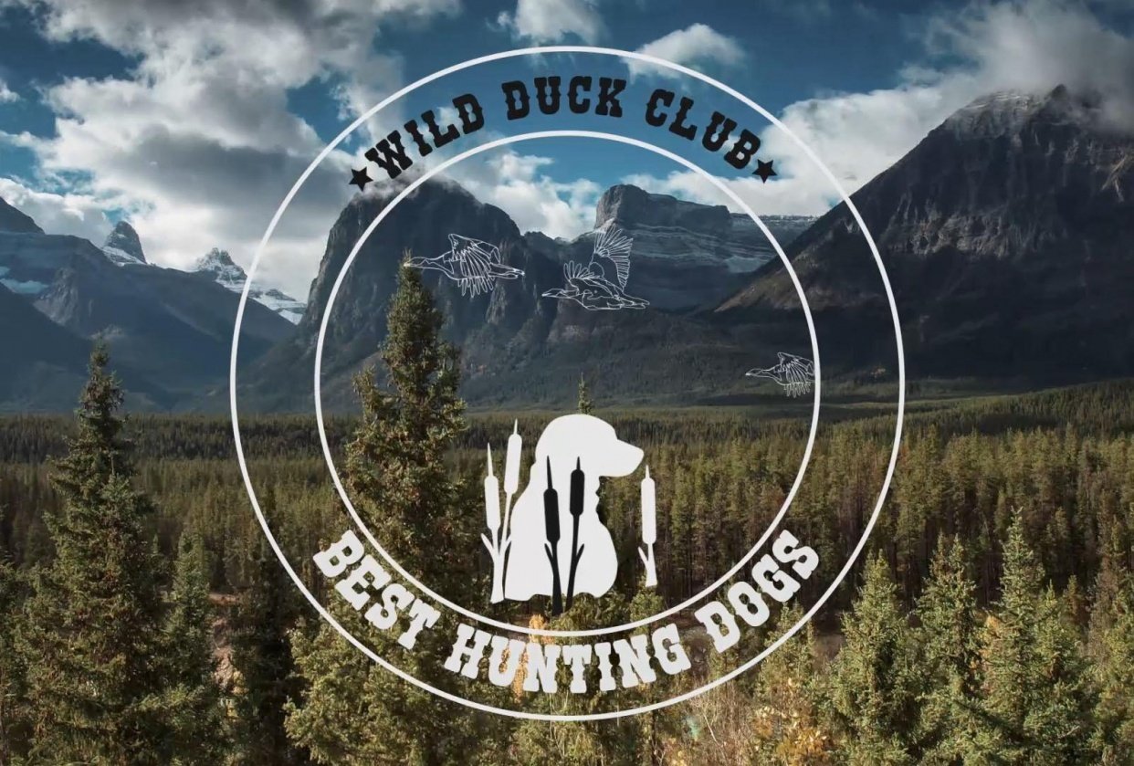 Wild Duck Club Logo - student project