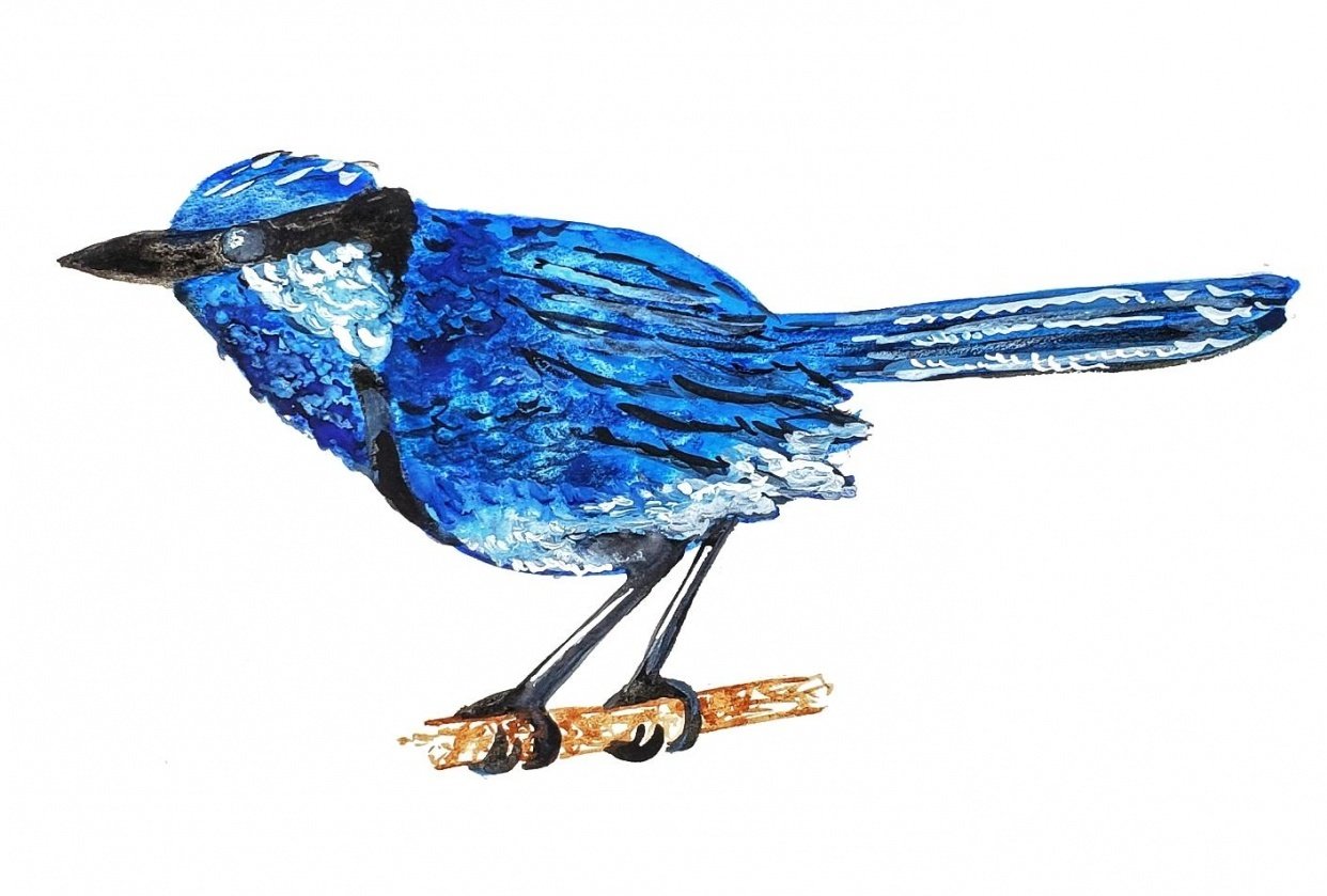 Blue Jay Inspiration Skillshare Student Project