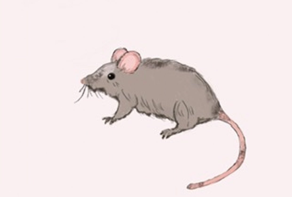 Fat Mouse - student project