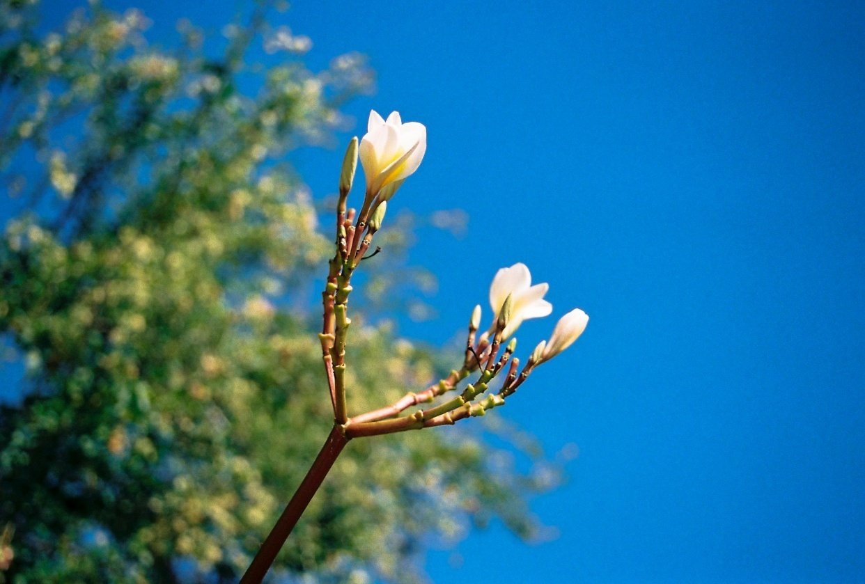 My 35mm Film Project Skillshare Student Project