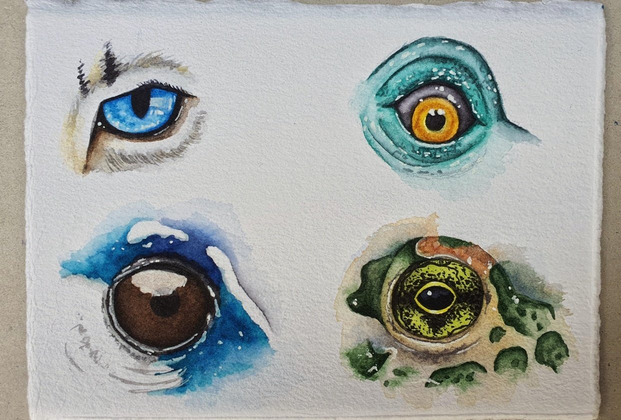 Animal Eyes | Ariana Iacono | Skillshare Student Project Animal Eyes | Ariana Iacono | Skillshare Student Project