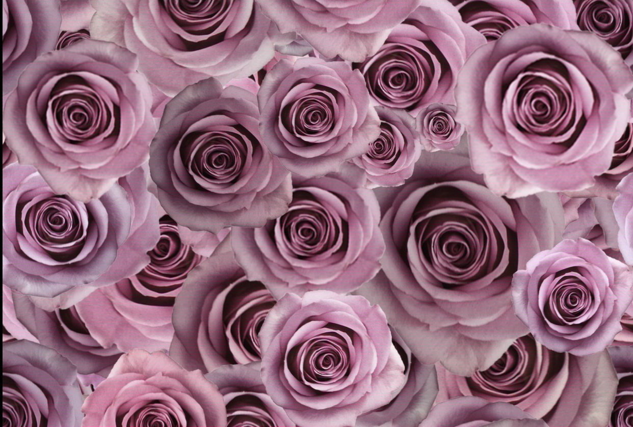 SEAMLESS ROSES - student project