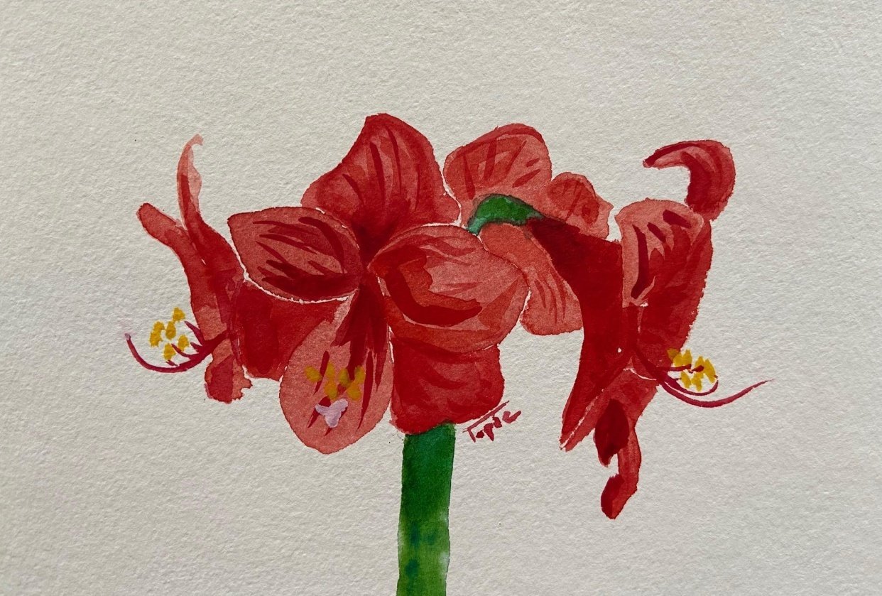 watercolor Amaryllis | Skillshare Student Project