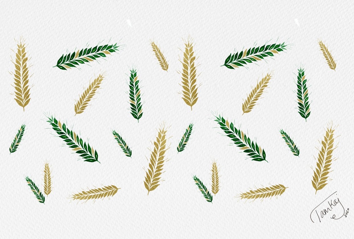 Fields of wheat - student project
