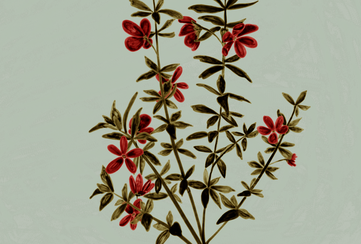 Plant - student project