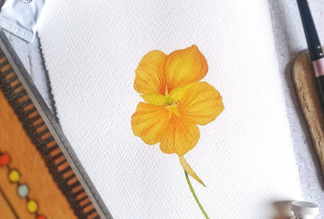 Nasturtium Flower - student project
