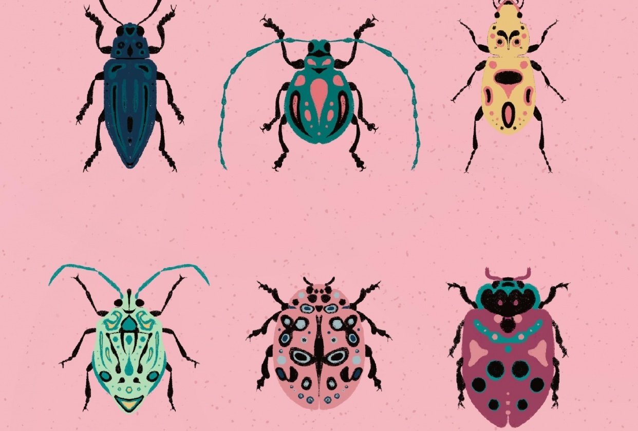 Insects - student project