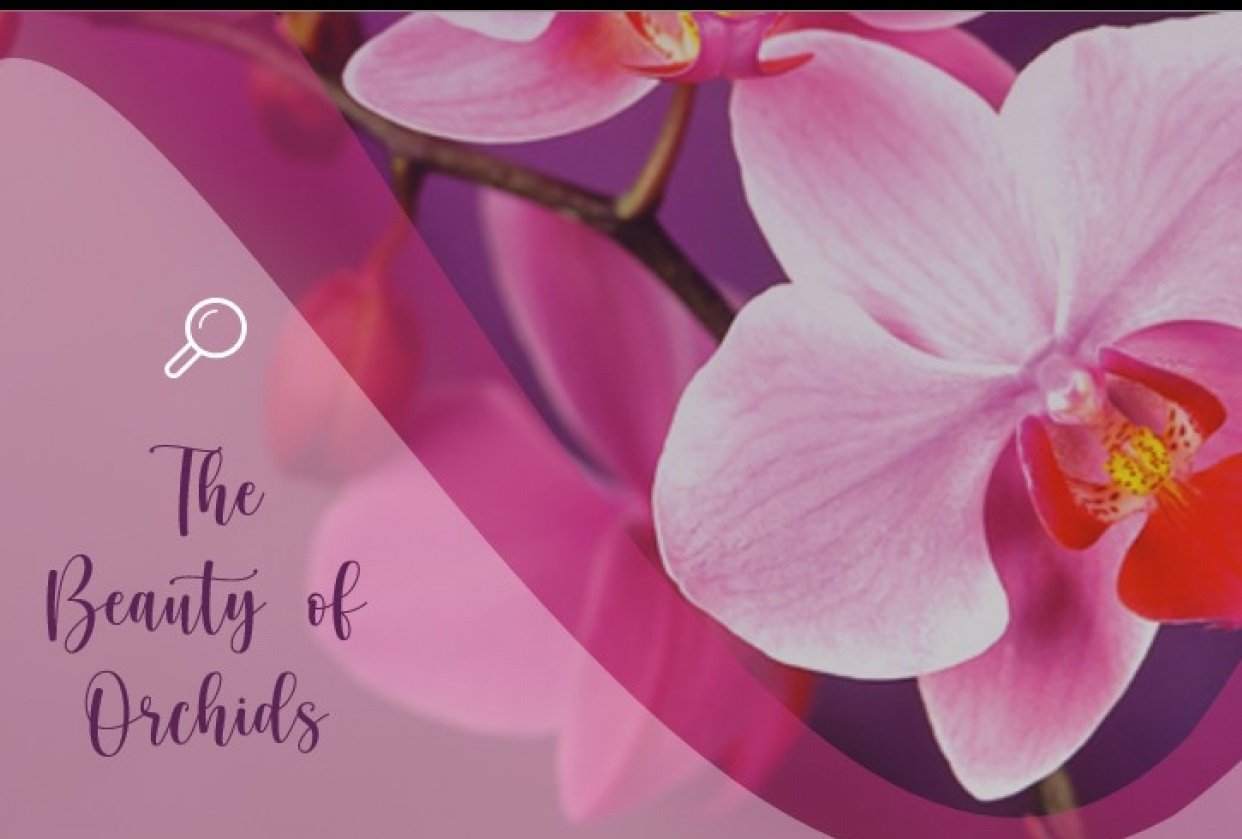 The Beauty of Orchids - student project
