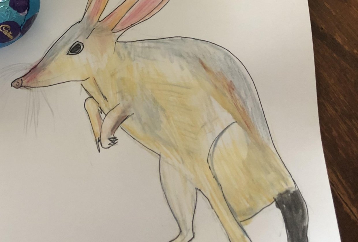 100 day project drawing a MARSUPIAL a day with some information on each species. - student project