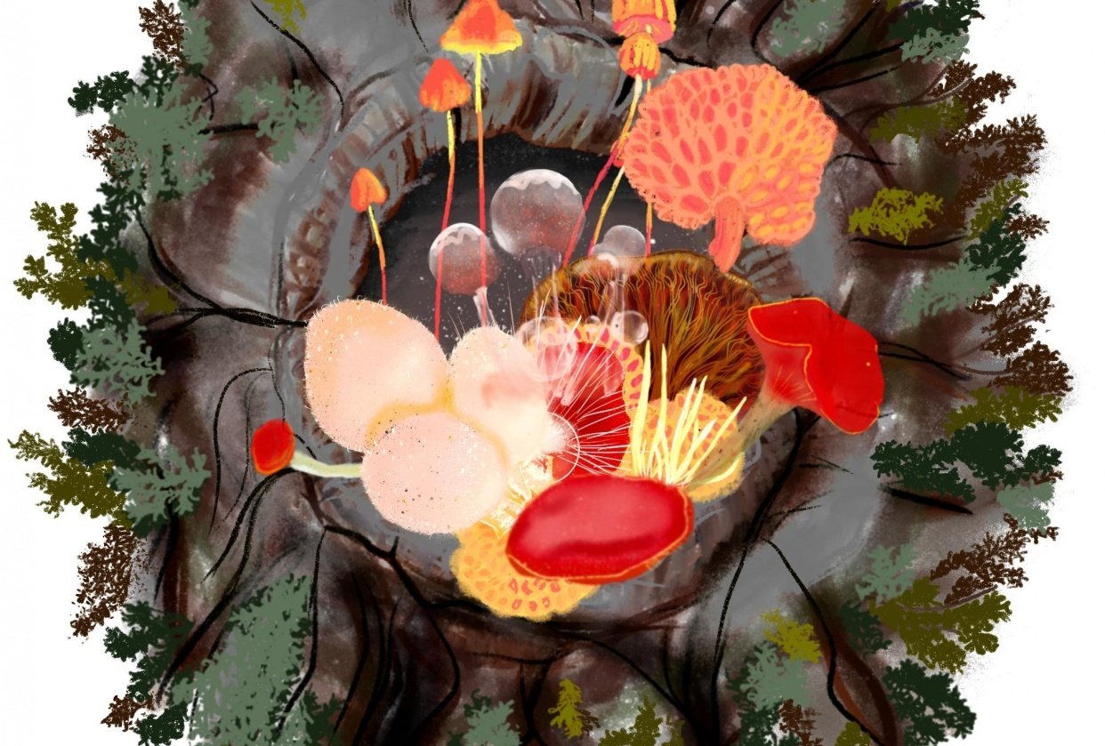 Fun with Fungi - student project