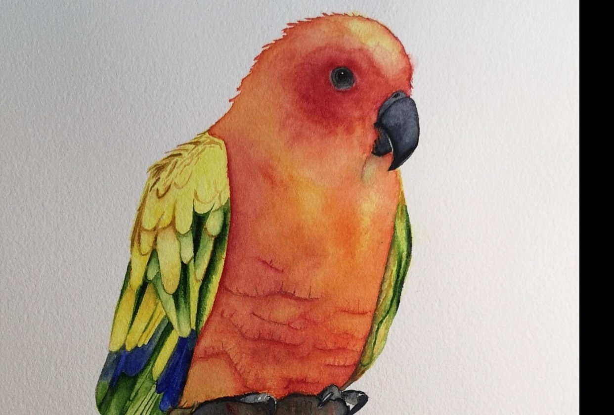 Sun Conure. - student project