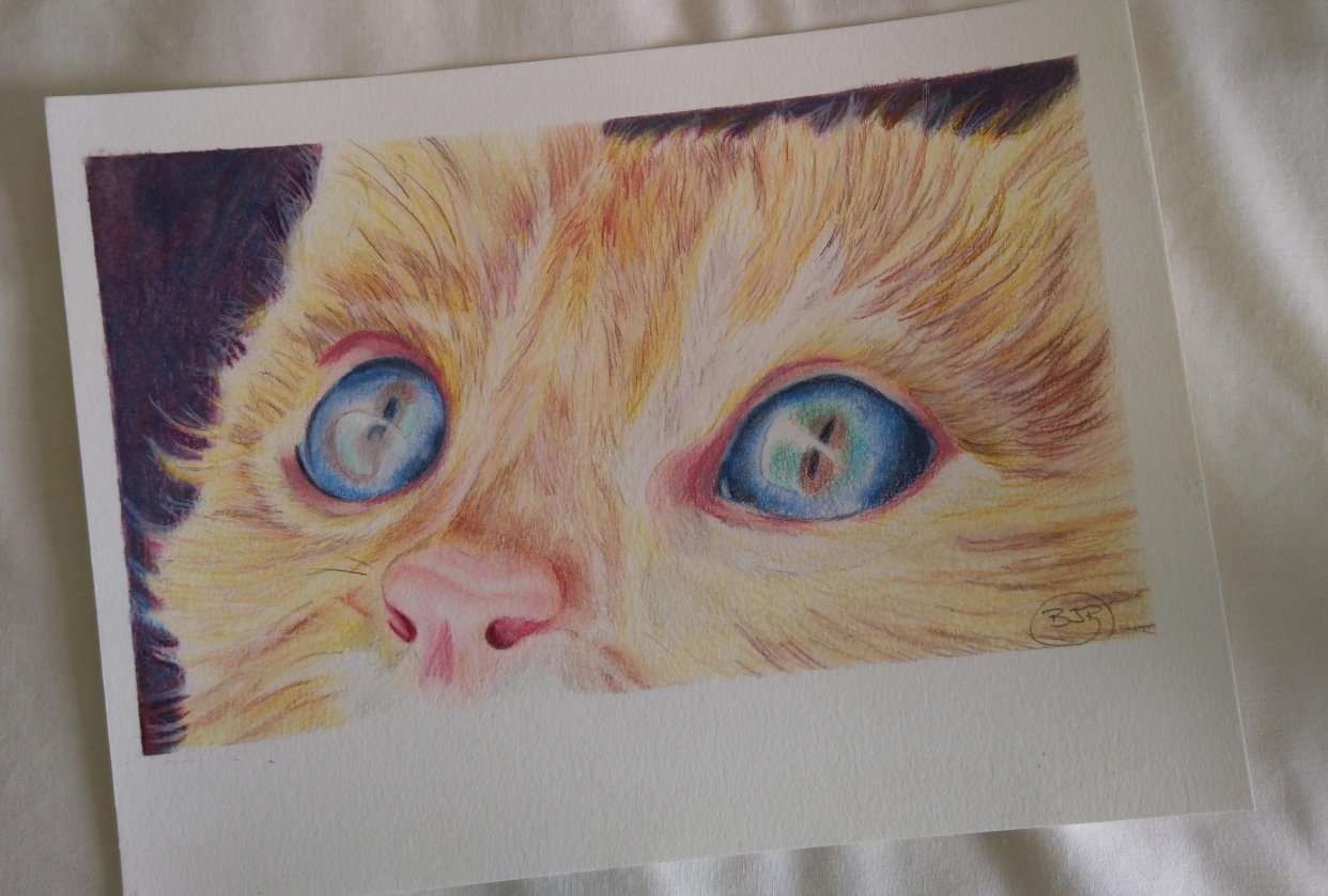 Cat eyes - student project