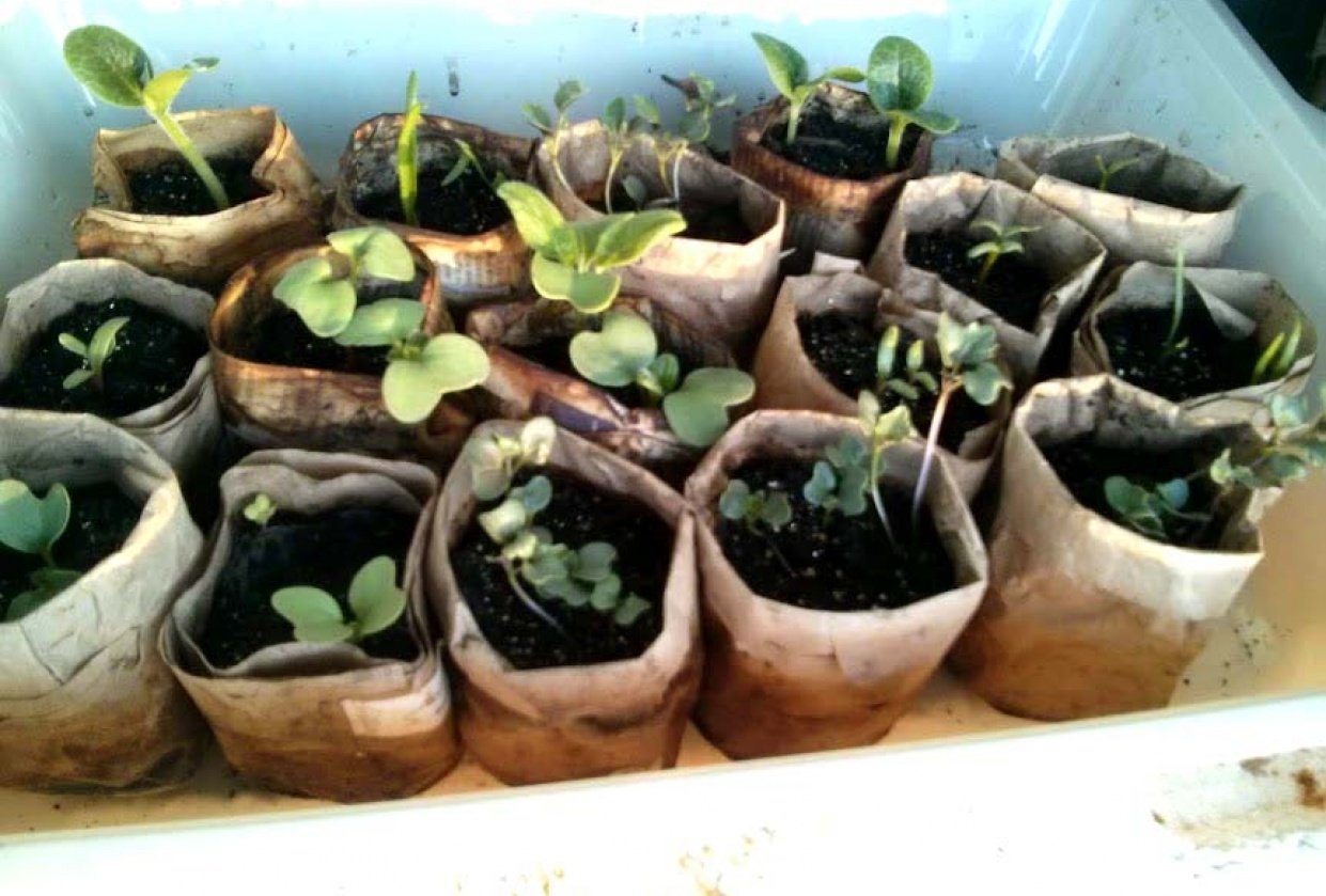 Paper Pots - student project