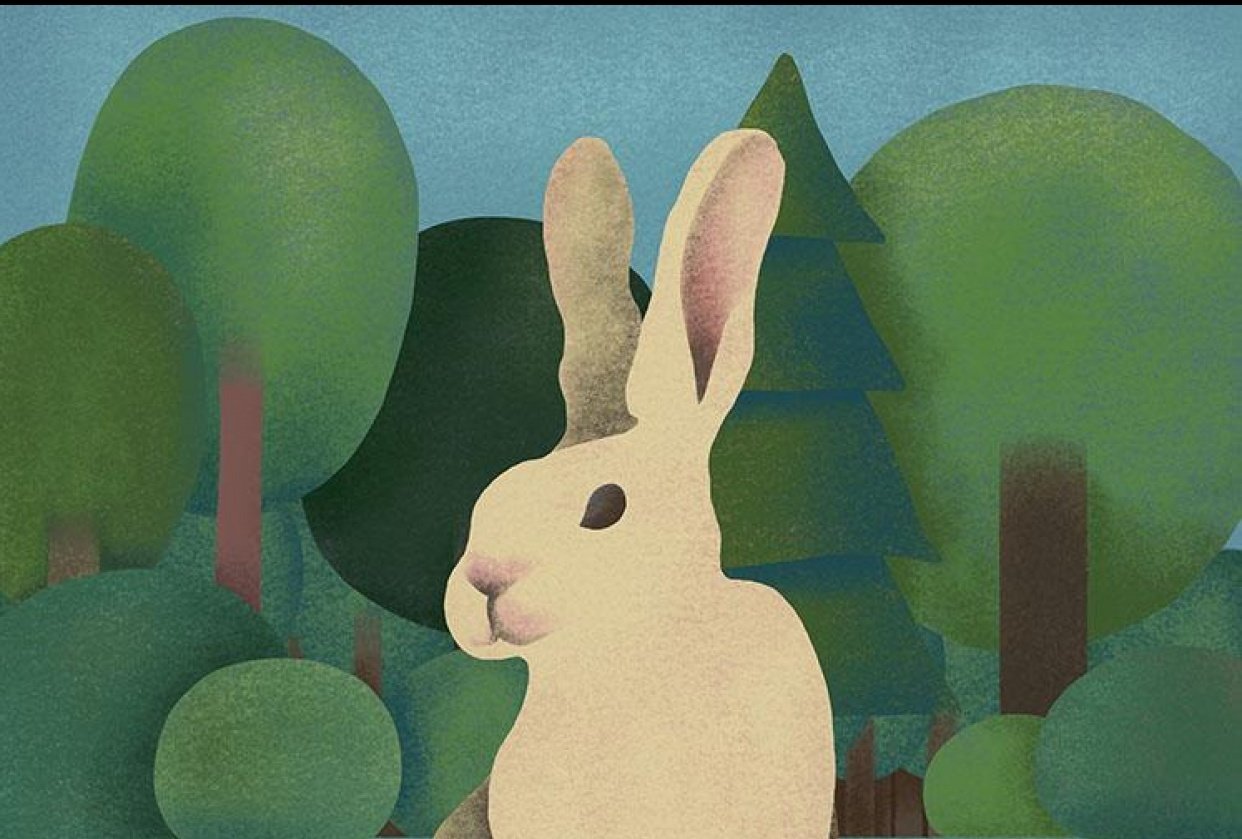 Rabbit in the jungle Skillshare Student Project
