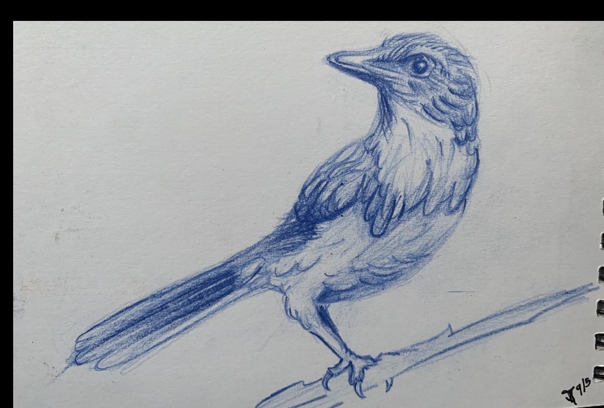 Scrub Jay drawing Skillshare Student Project