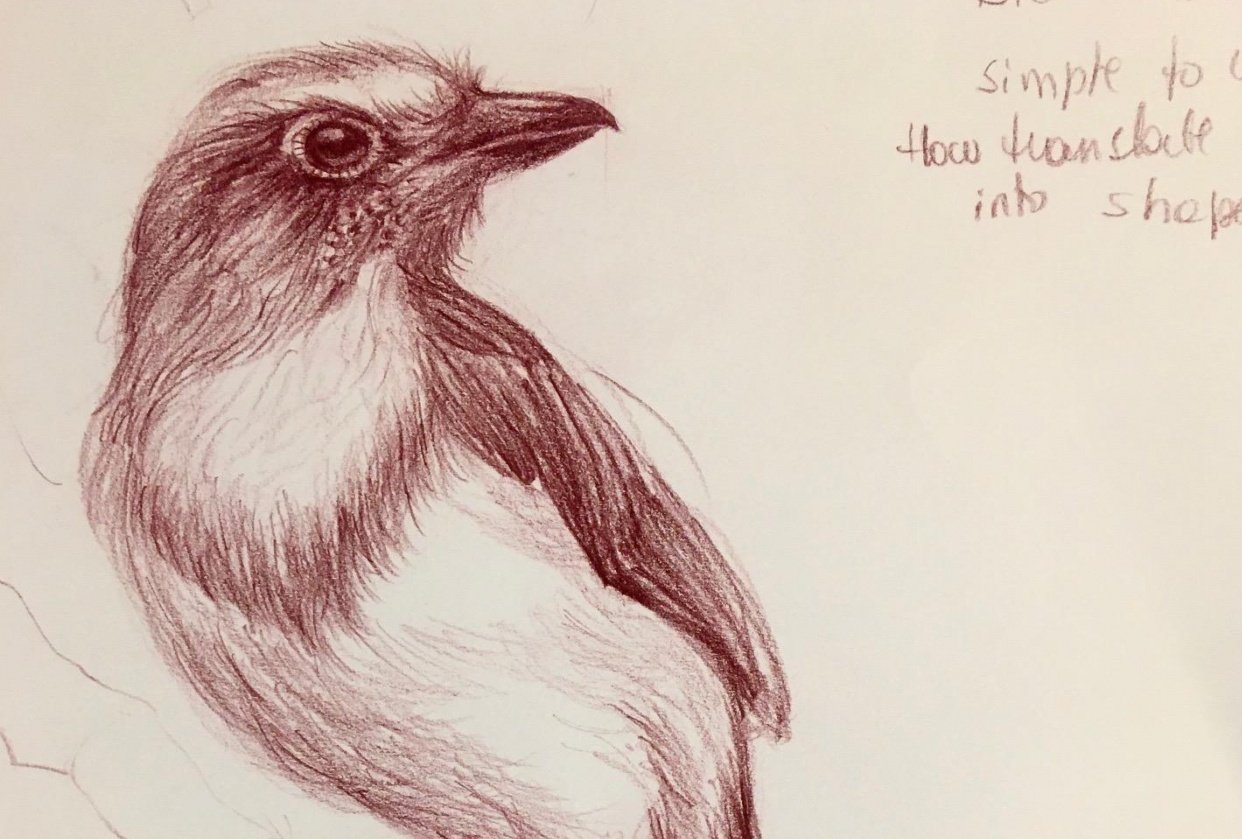 Babi's Scrub Jay1 - student project