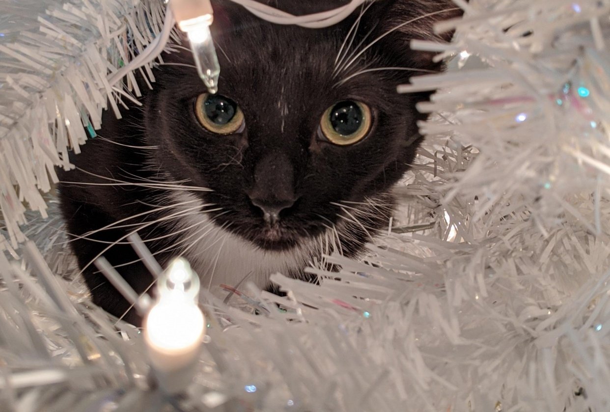 Cats vs Christmas Tree Skillshare Student Project