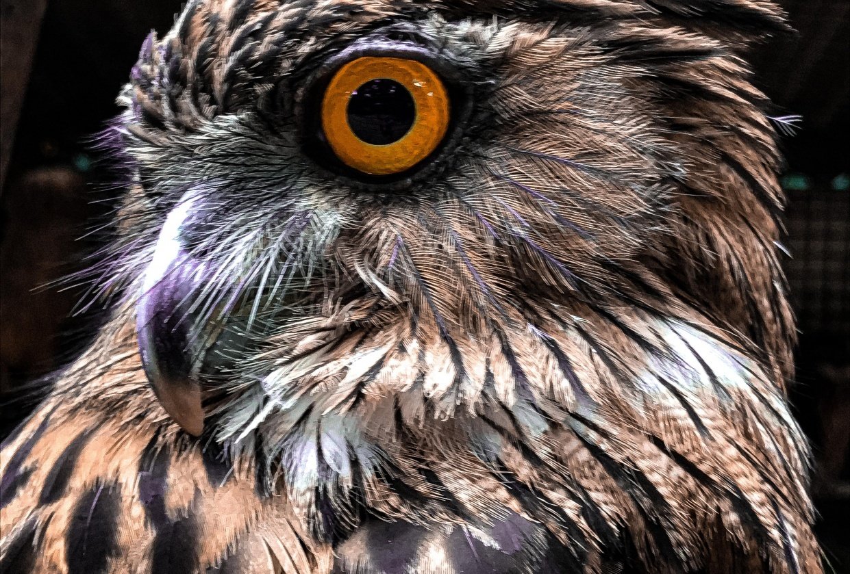 OWL Skillshare Student Project