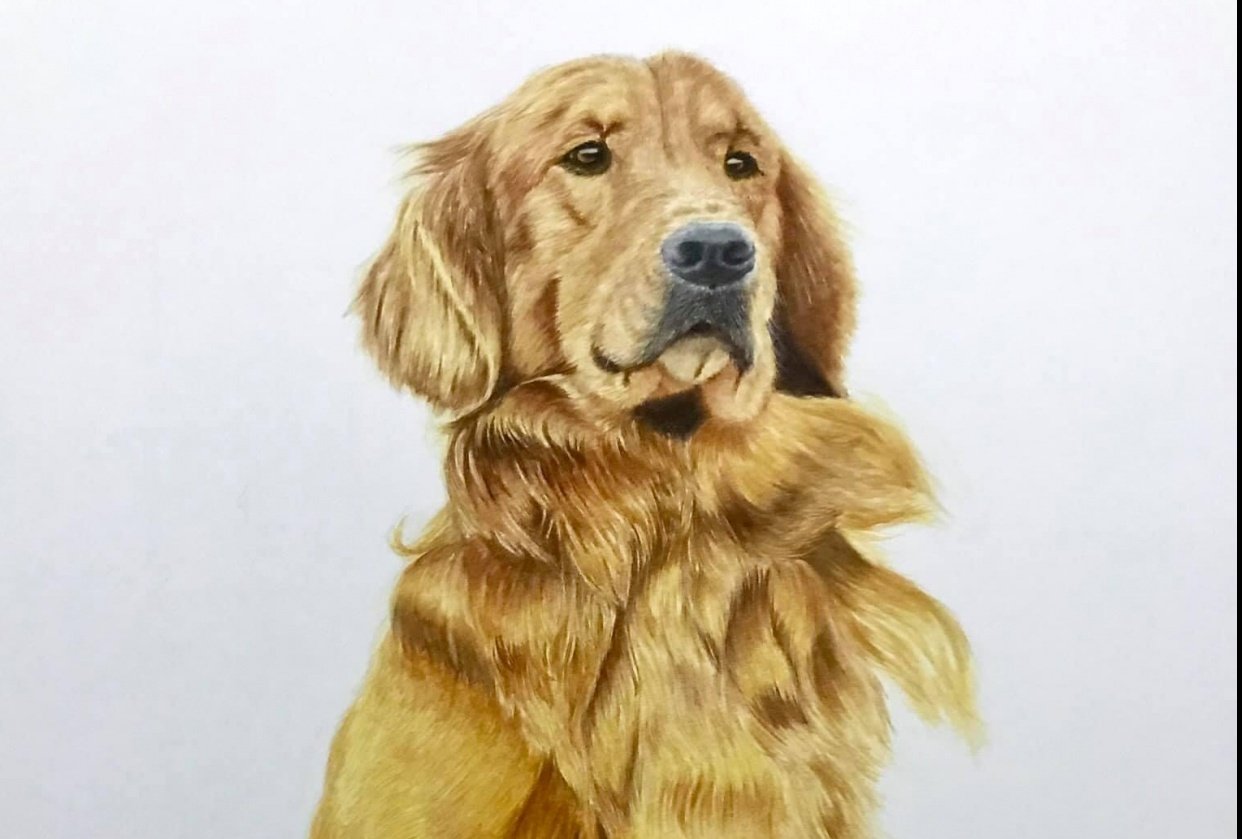 Golden Retriever - student project