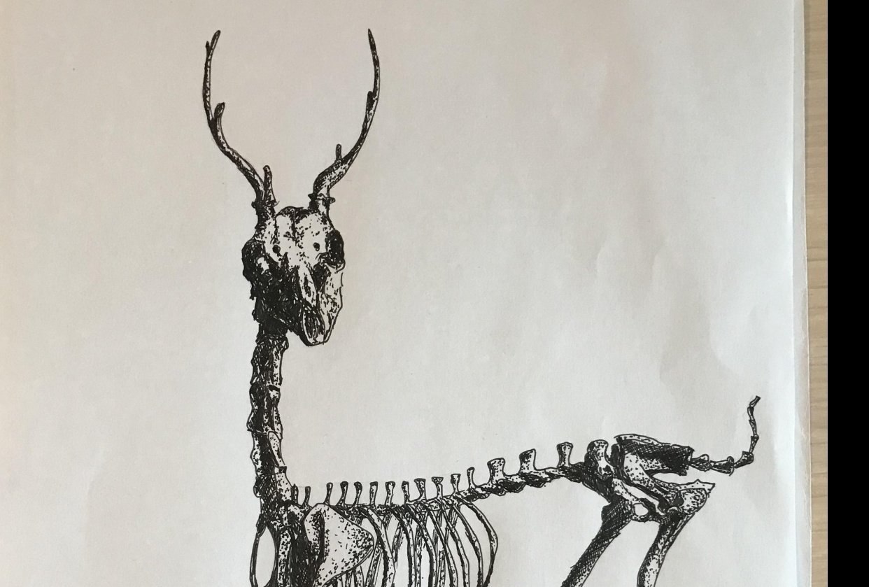 Deer Skeleton Result - student project