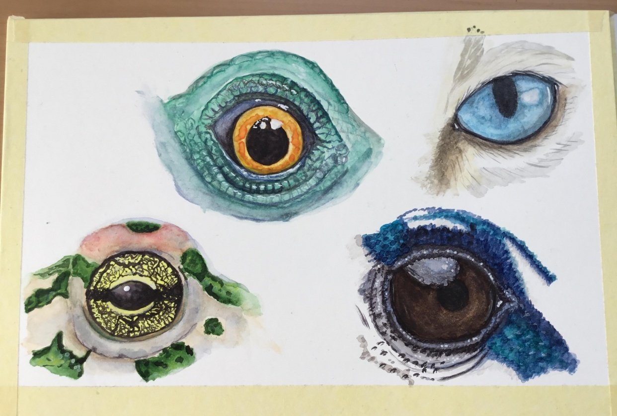 Animal Eyes in watercolor | Skillshare Student Project Animal Eyes in watercolor | Skillshare Student Project