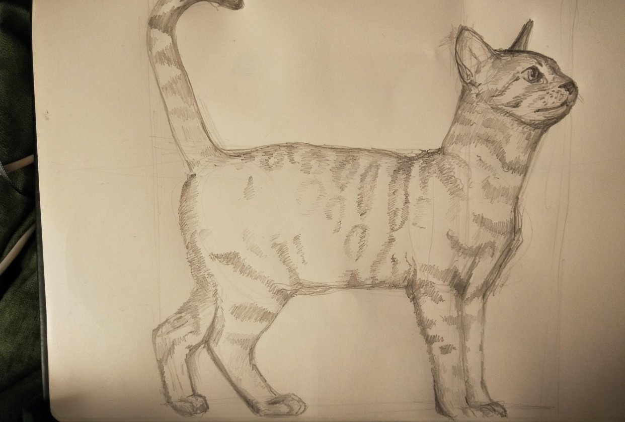 Animal studies | Skillshare Student Project Animal studies | Skillshare Student Project