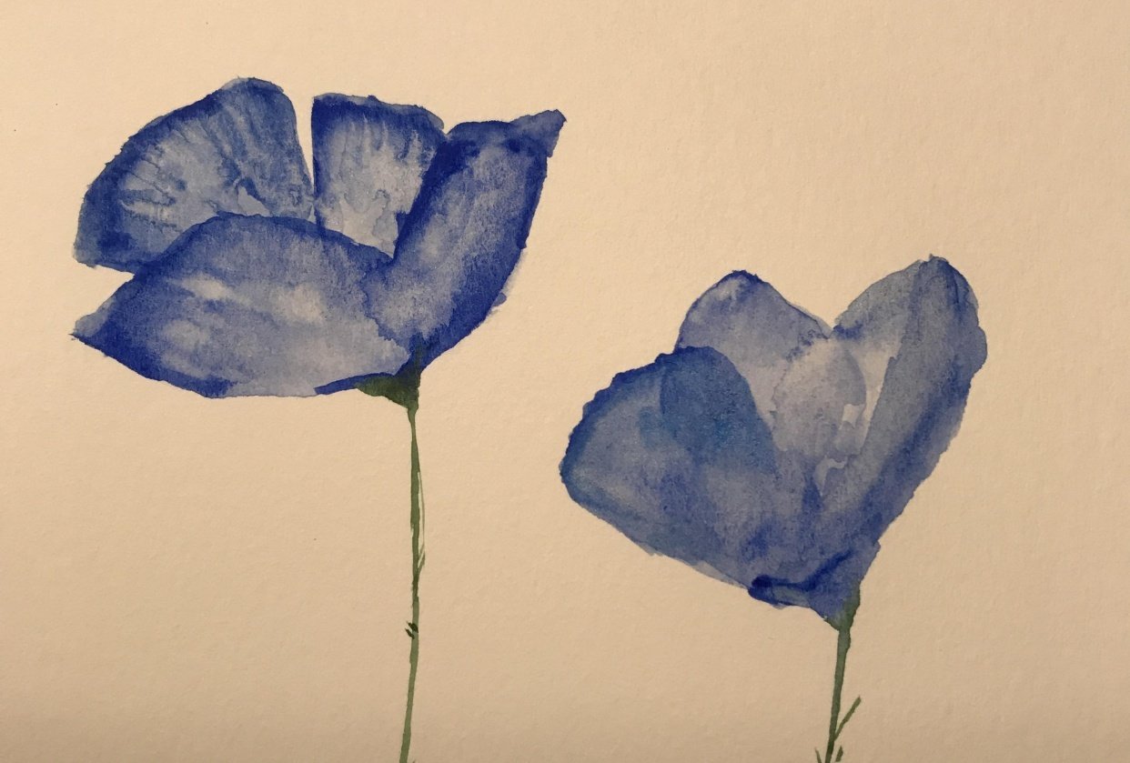 Blue poppy Skillshare Student Project