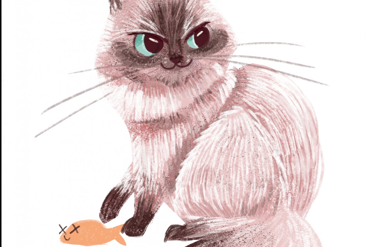 Cat - student project