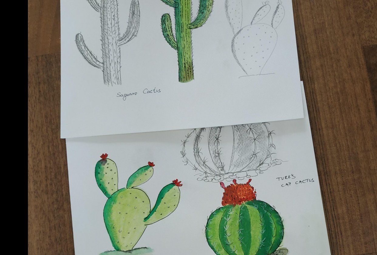 My cacti - student project