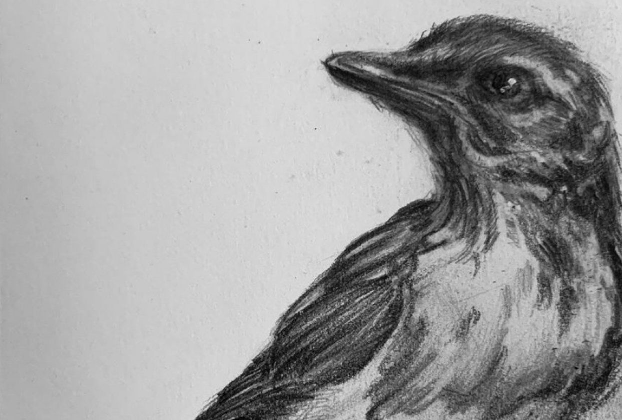 study of a scrub jay - student project
