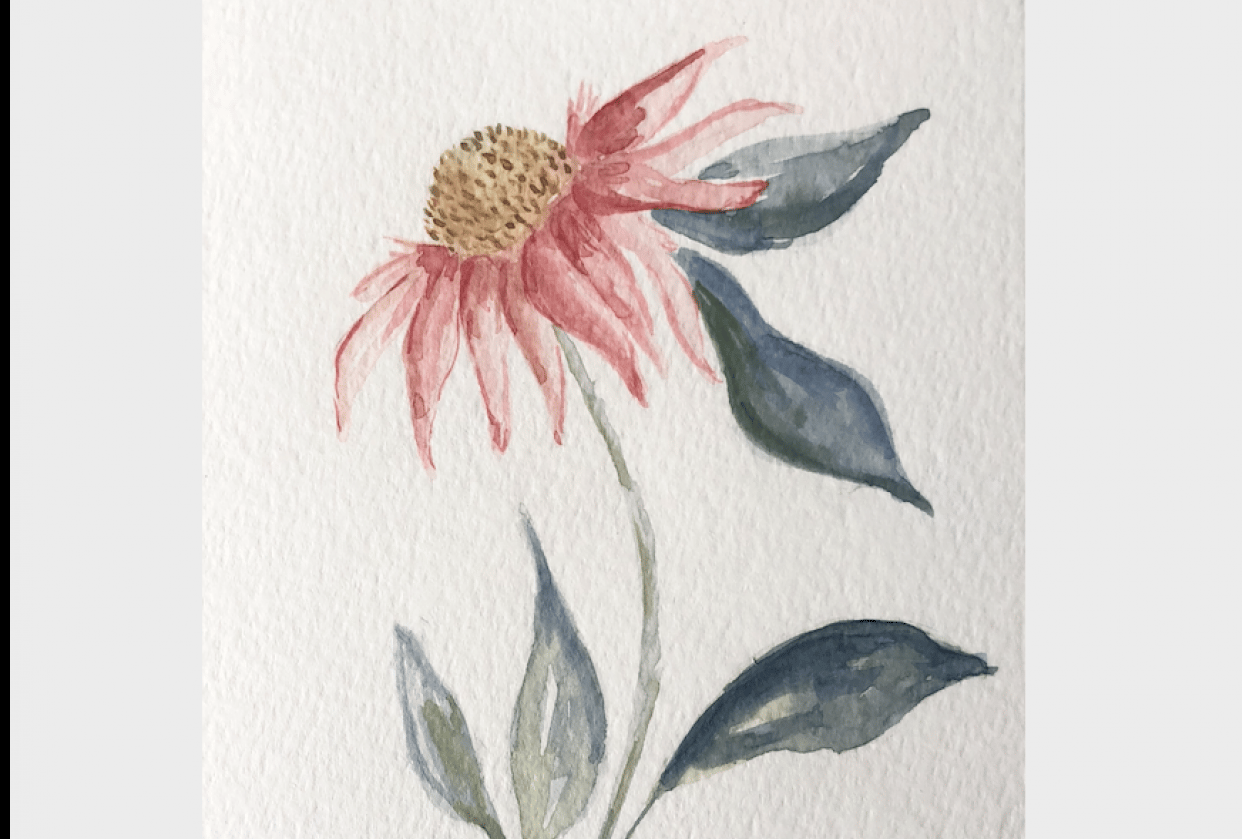 Cone Flower - student project