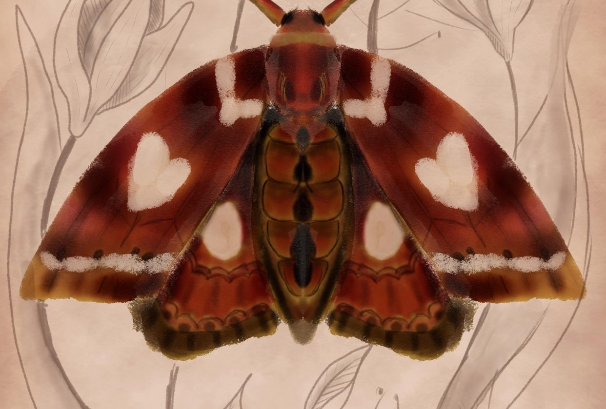Moth illustration - student project