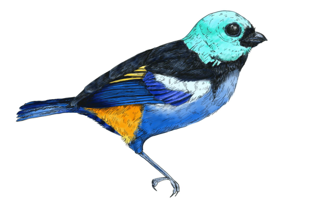 Tanager Illustration - Austin Riley - student project