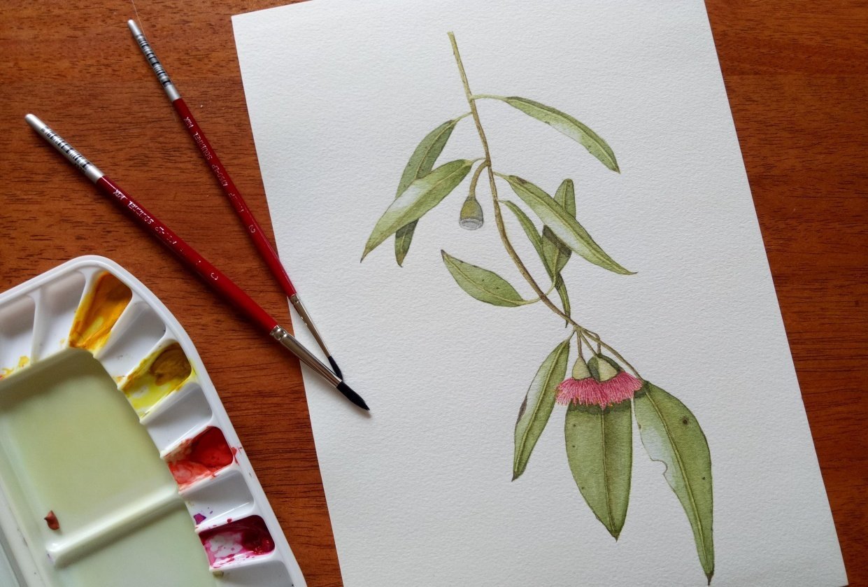 Eucalyptus leaves - student project