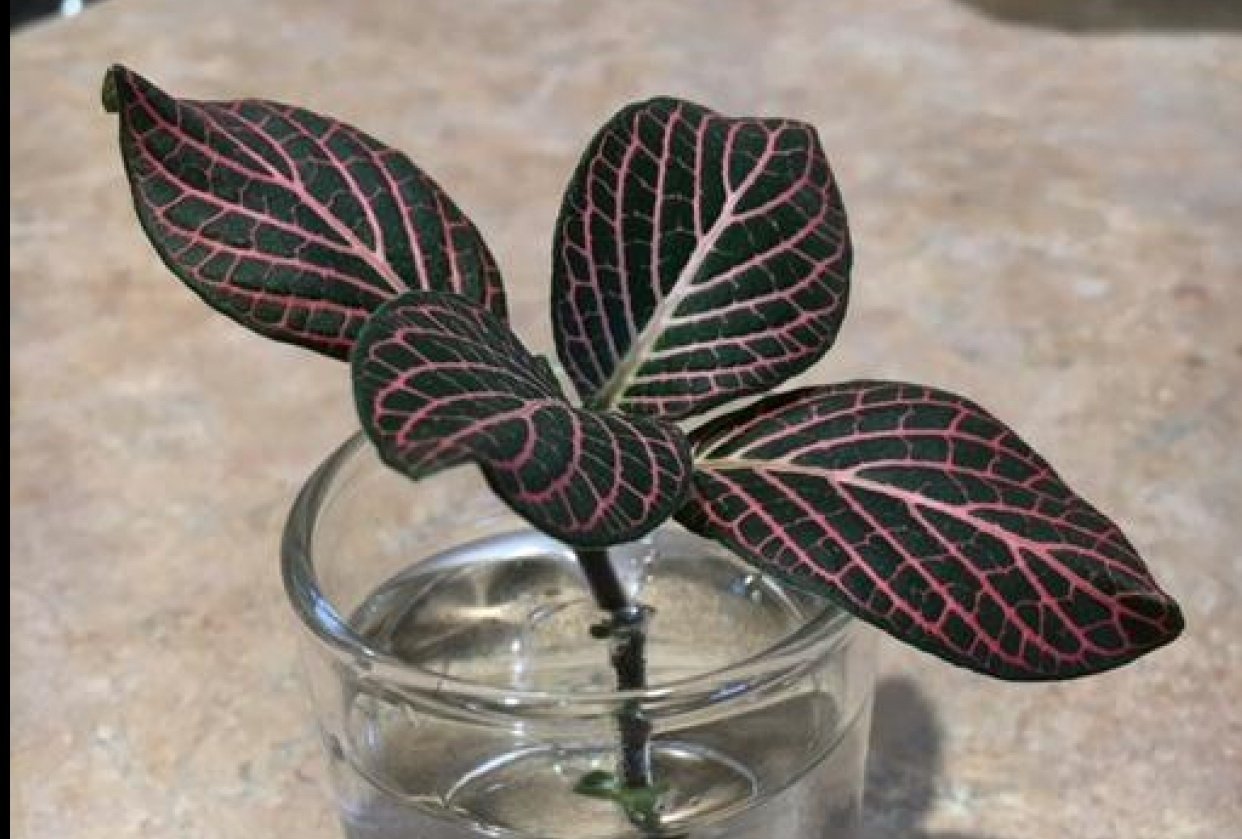 Day 1: Blood Plant clipping - student project