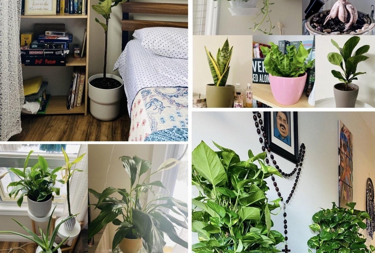 Proud Plant Mom - student project