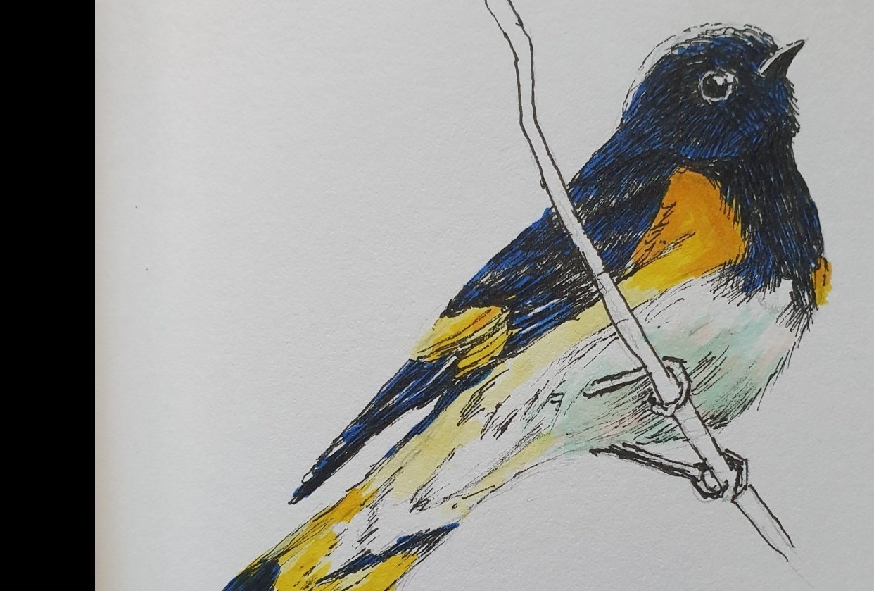 Animal illustration - student project