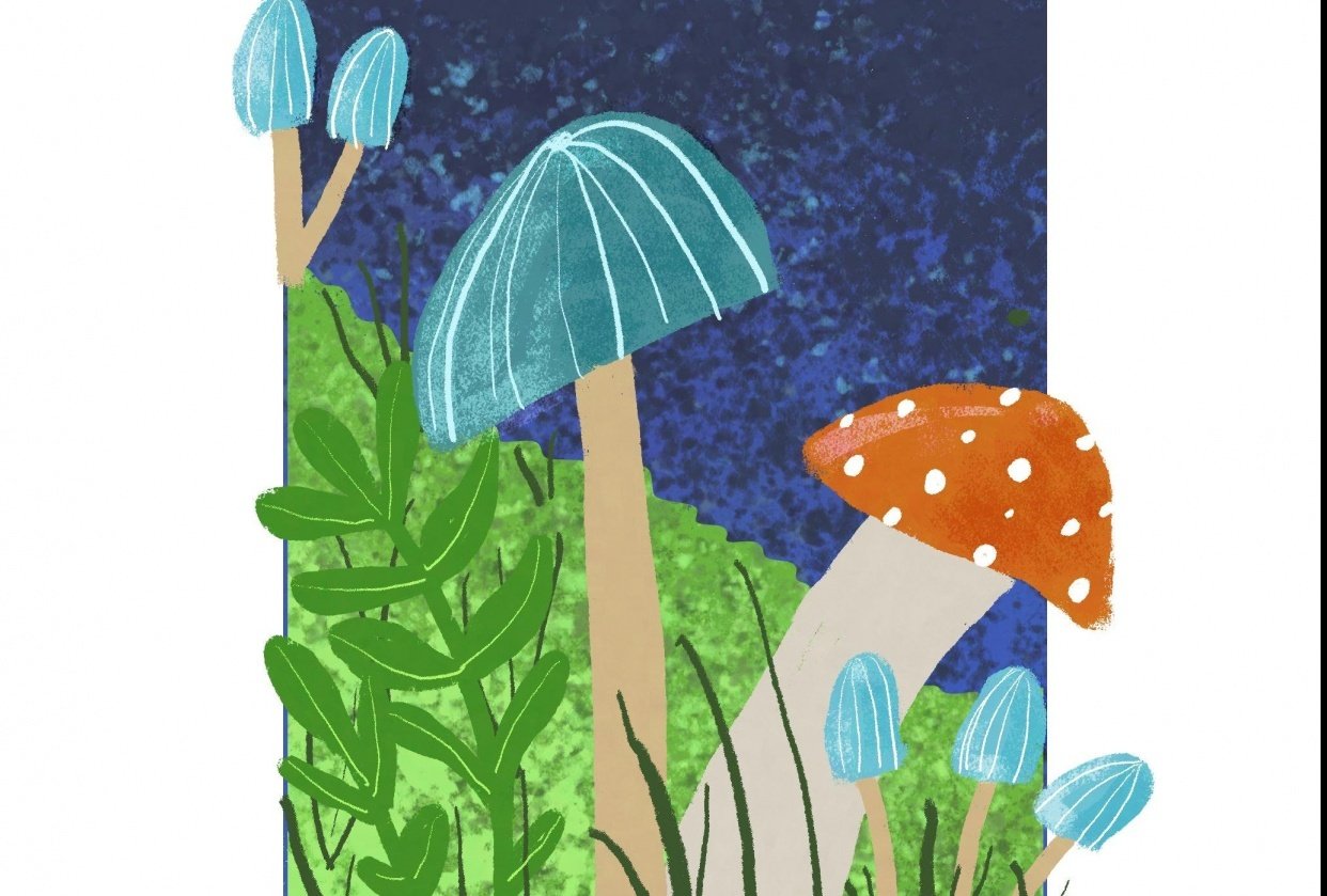 Mushrooms 3 ways - student project