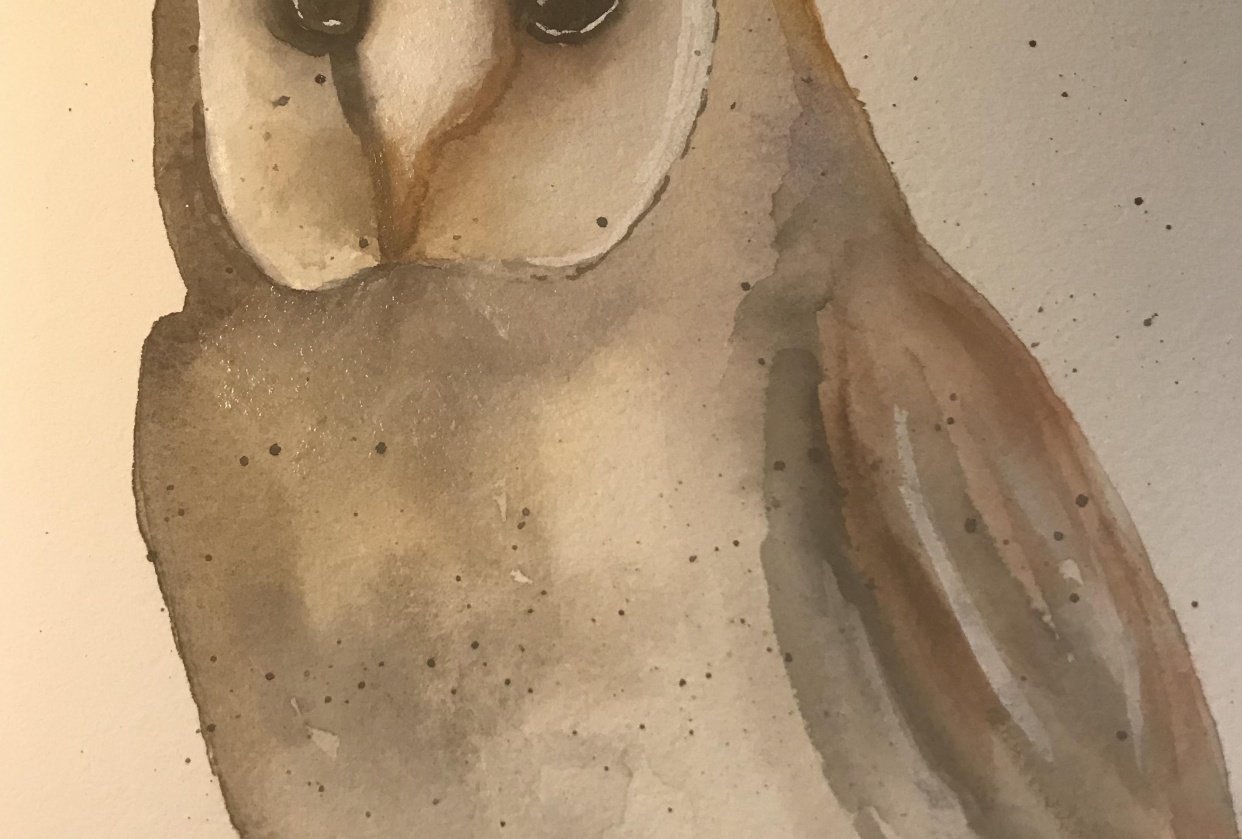 Barn Owl Skillshare Student Project
